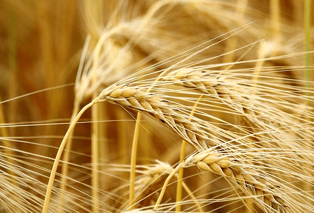 精釀<a href=http://www.yangbailao.com/ target=_blank class=infotextkey>啤酒設備</a>,啤酒廠設備,開辦啤酒廠,麥芽